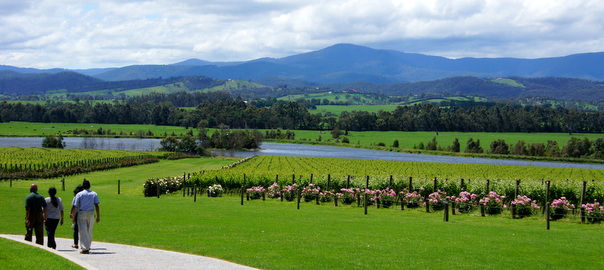 Wine tour to premium Yarra Valley winery Domaine Chandon